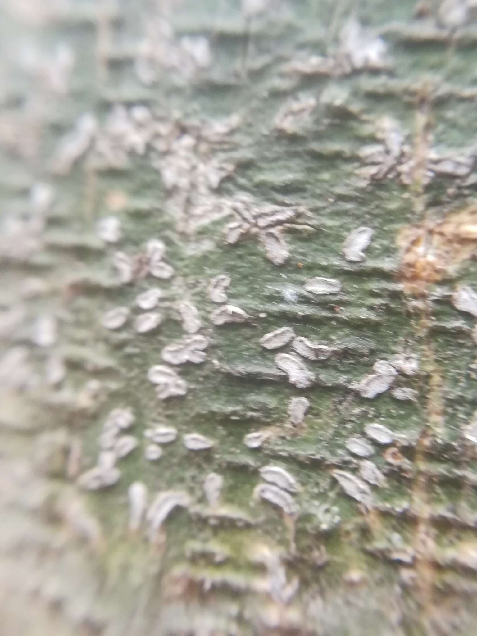 Image of phaeographina lichen