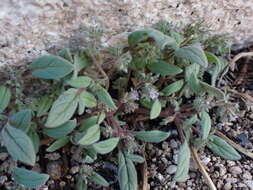 Image de Phacelia austromontana Howell