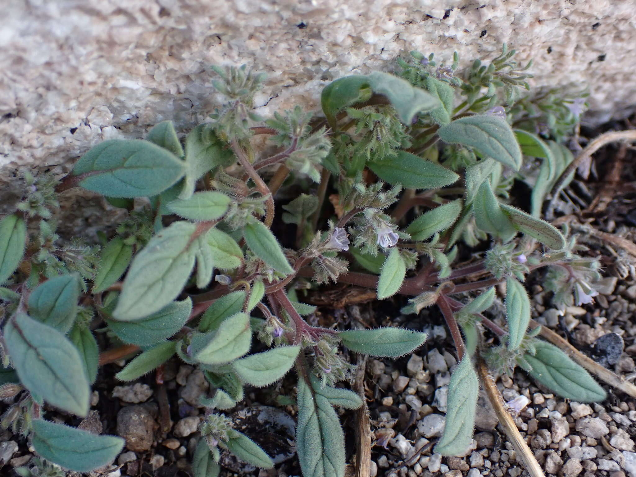 Image de Phacelia austromontana Howell