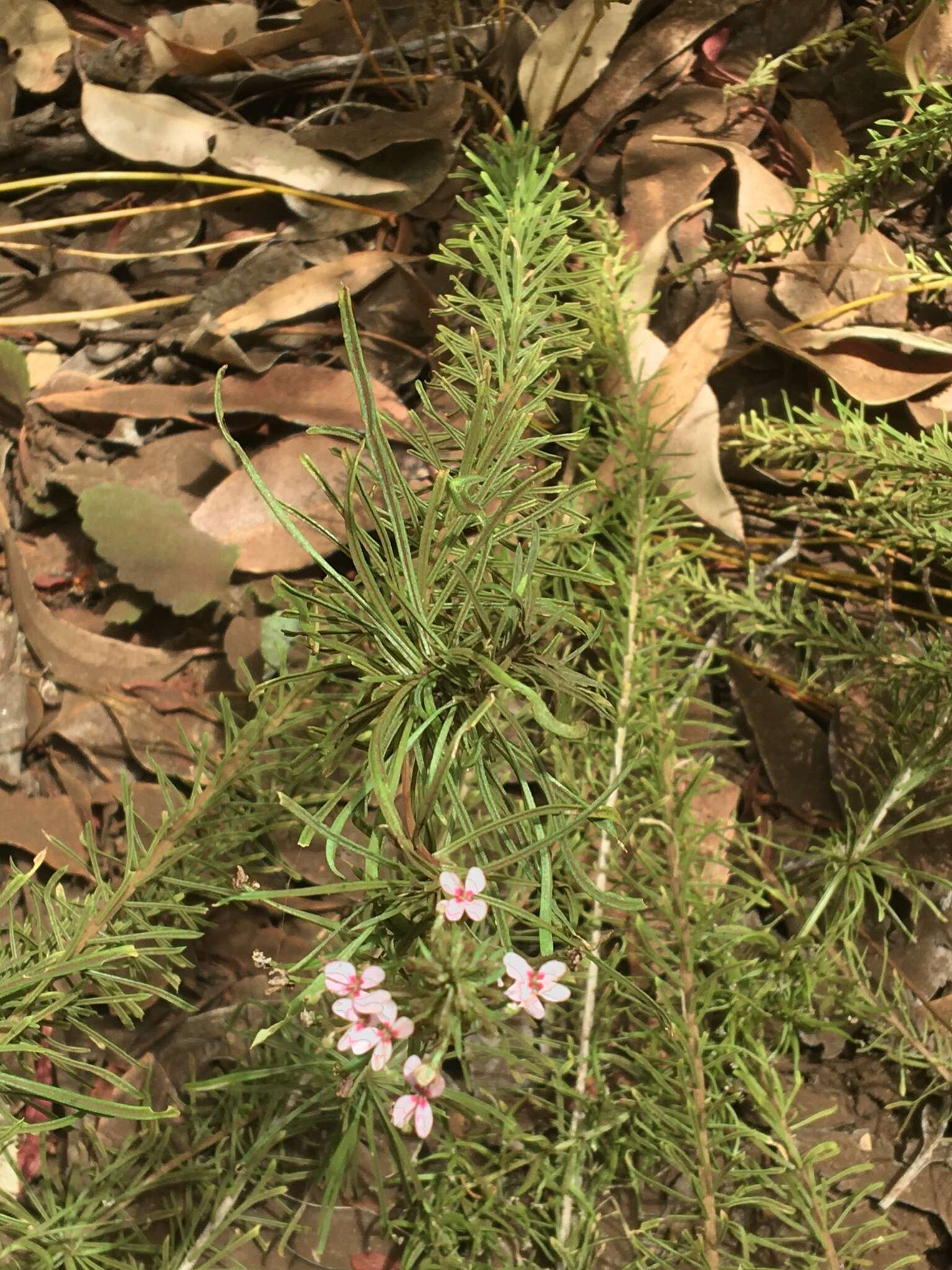 Sivun Stylidium adnatum R. Br. kuva