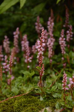 Image of Bistorta vacciniifolia (Wall. ex Meisner) Greene