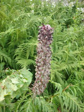 Image of Pedicularis atropurpurea Nordm.