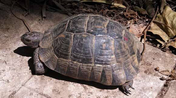 Image of Testudo graeca ibera Pallas 1814