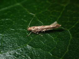 Image of cosmet moth