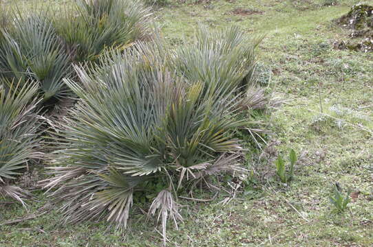 Image of Chamaerops humilis var. argentea (anon.) André