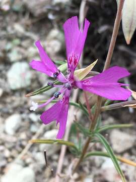 Imagem de Clarkia xantiana subsp. xantiana