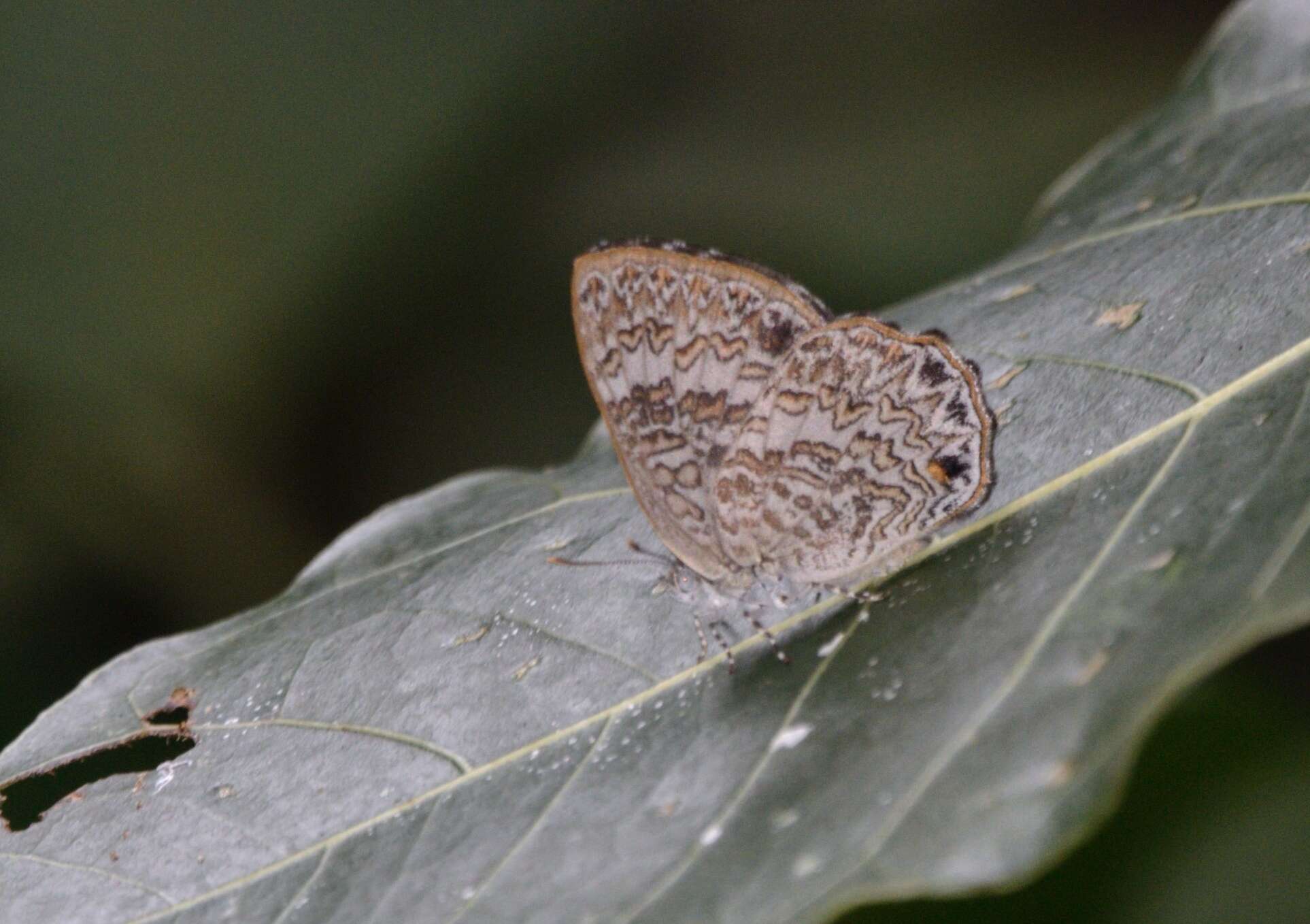 Image of Poritia hewitsoni (Moore 1865)