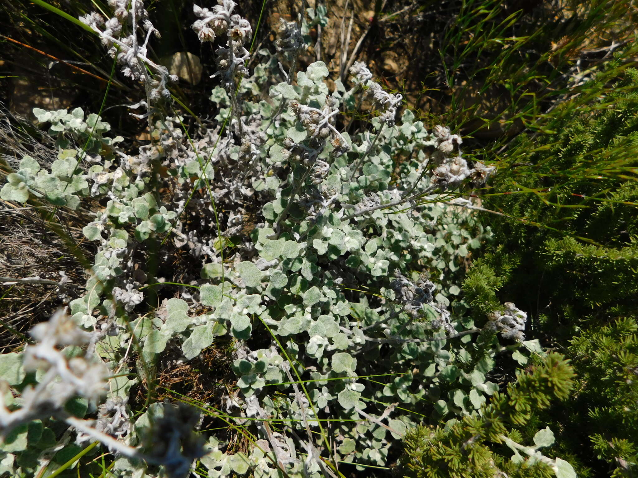 Image of Helichrysum pandurifolium Schrenk