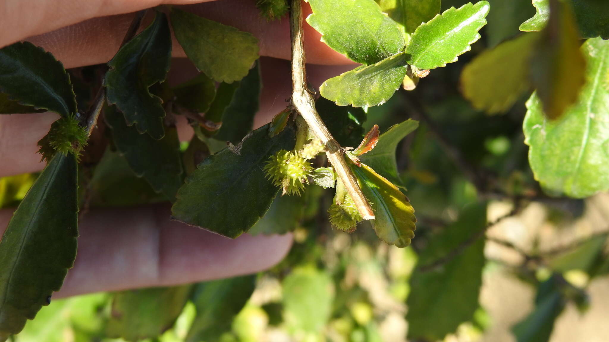 Acalypha siamensis Oliv. ex Gage resmi