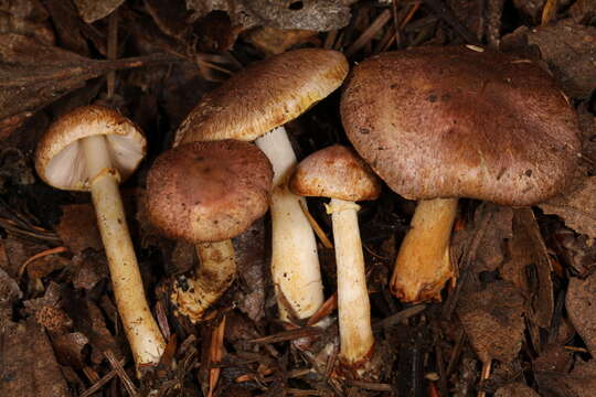 Image of Rosy Wood Mushroom