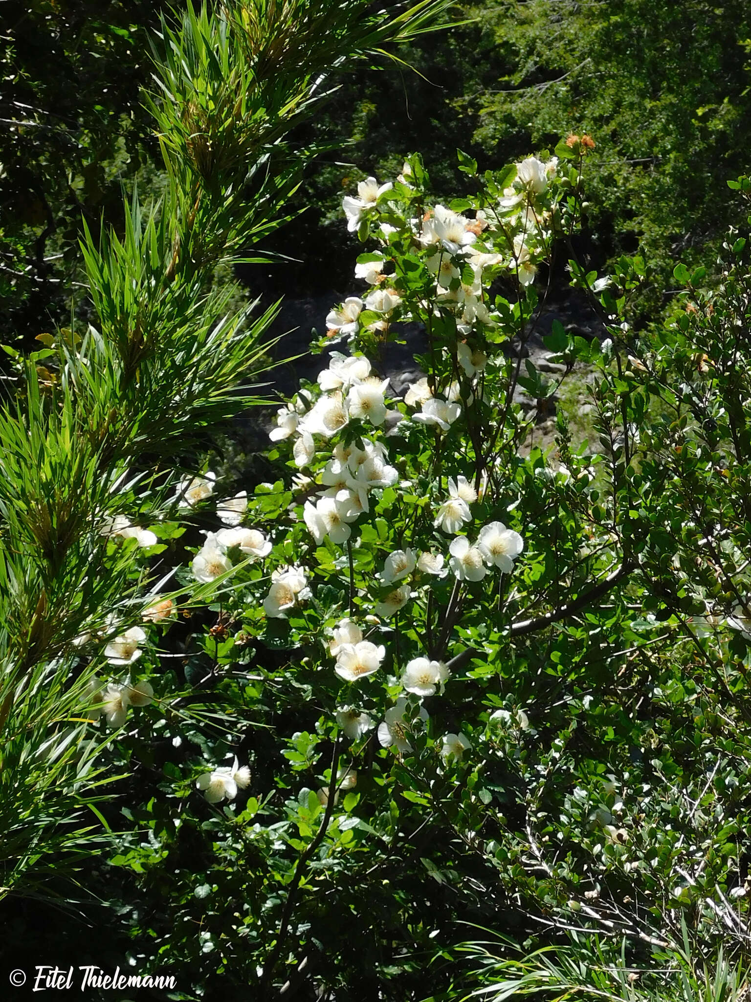 Слика од Eucryphia glutinosa (Poepp. & Endl.) Baill.