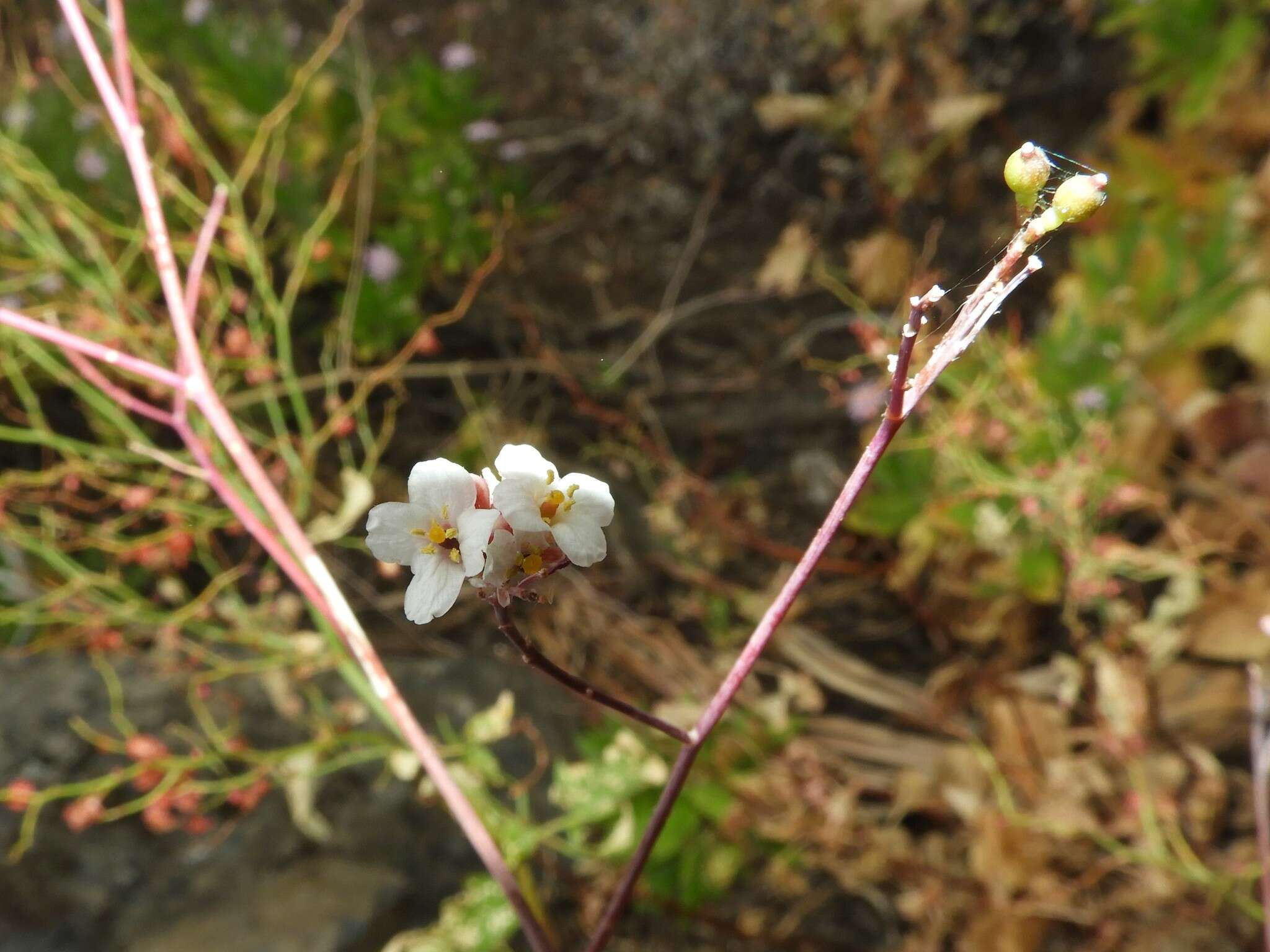 صورة Crambe strigosa L'Hér.