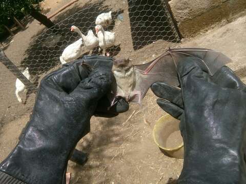 Image of White-bellied House Bat