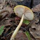 Image of Pluteus variabilicolor Babos 1978