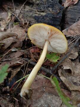 Image de Pluteus variabilicolor Babos 1978