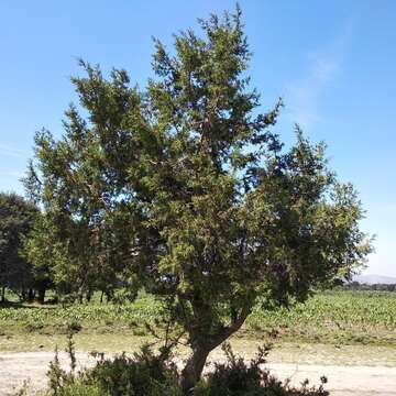 Sivun Juniperus deppeana var. deppeana kuva