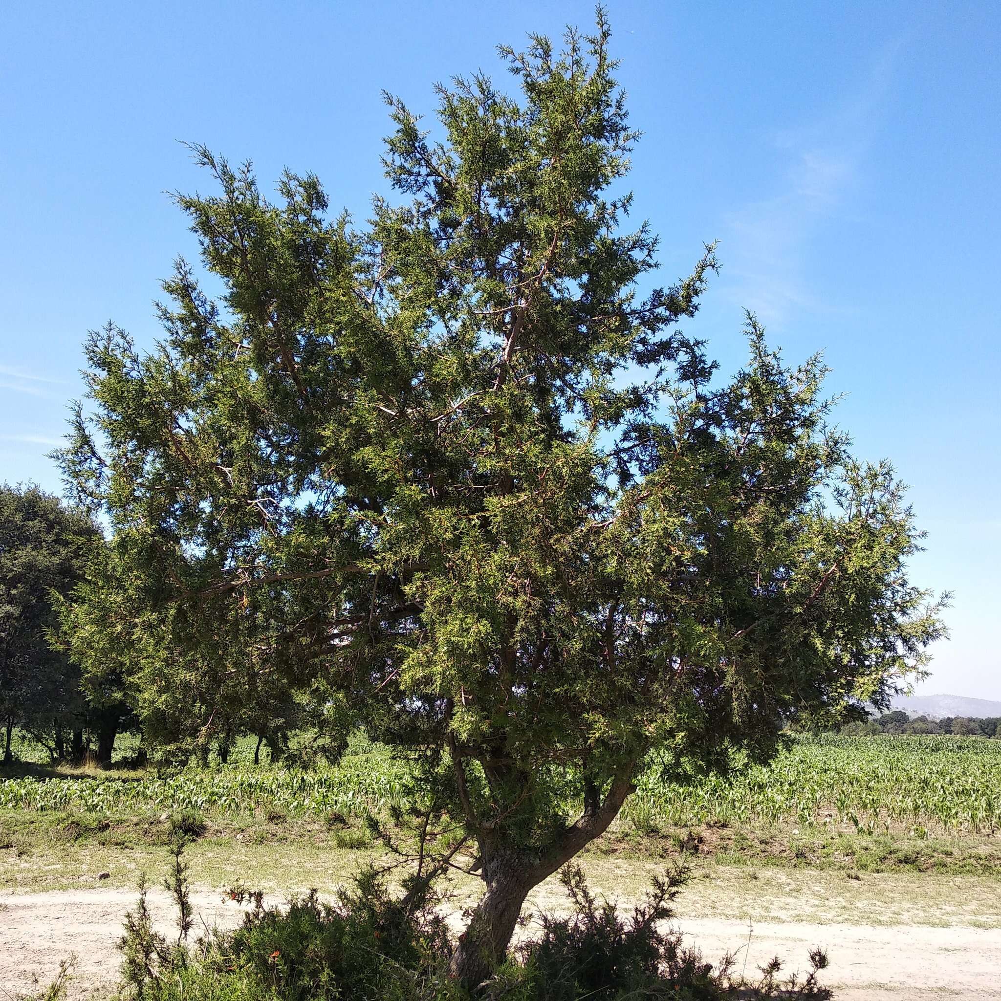 Juniperus deppeana var. deppeana的圖片