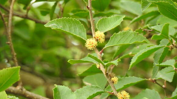 Image of Xylosma venosum N. E. Brown