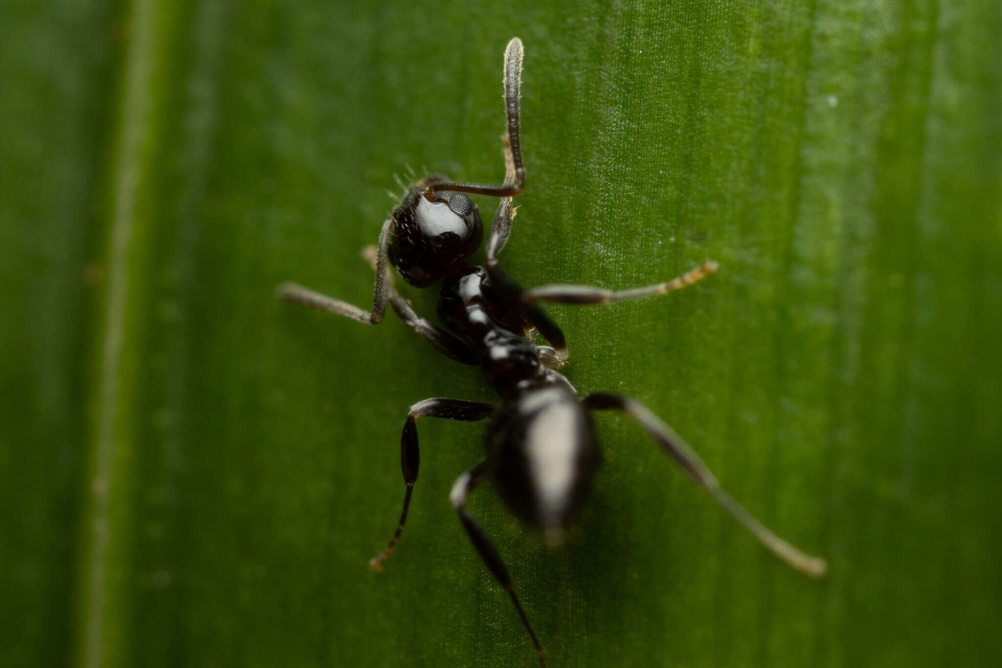 Image of Prolasius convexus McAreavey 1947