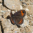 Erebia hewitsonii Lederer 1864 resmi