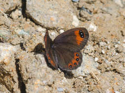 Image of Erebia hewitsonii Lederer 1864