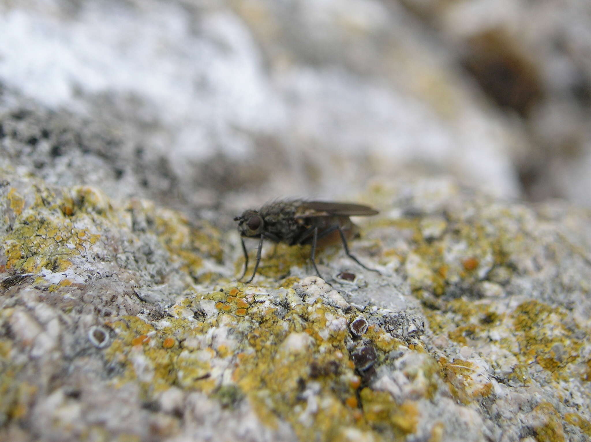 Image of Fucellia thinobia (Thomson 1869)