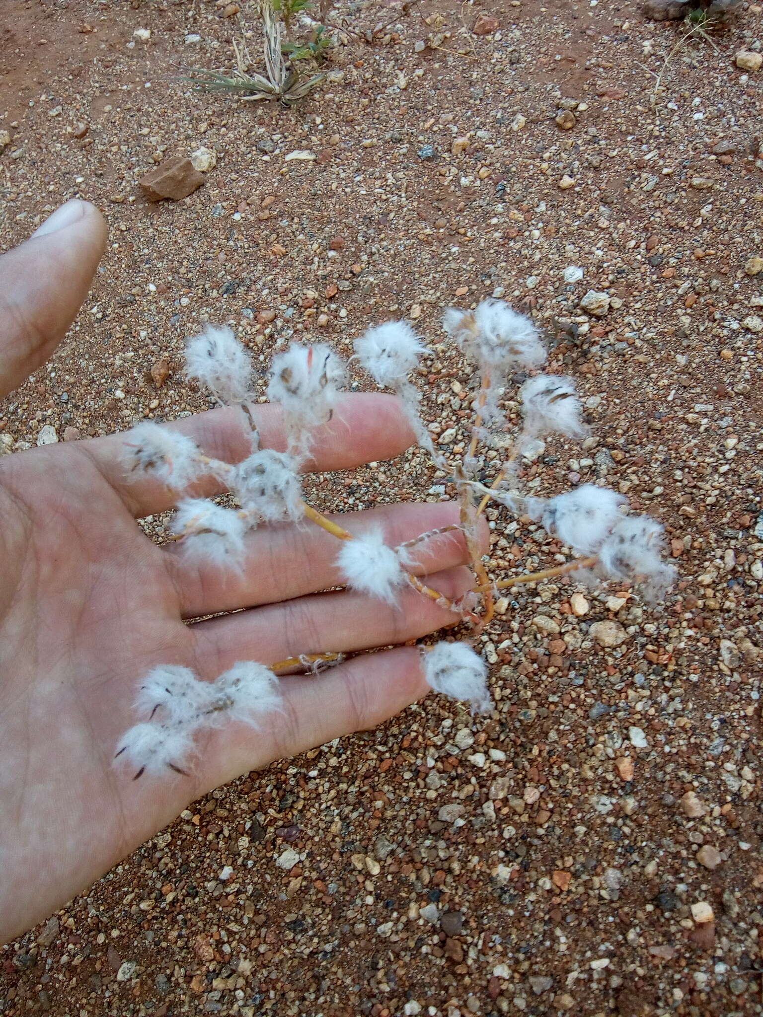 Image of silkcotton purslane