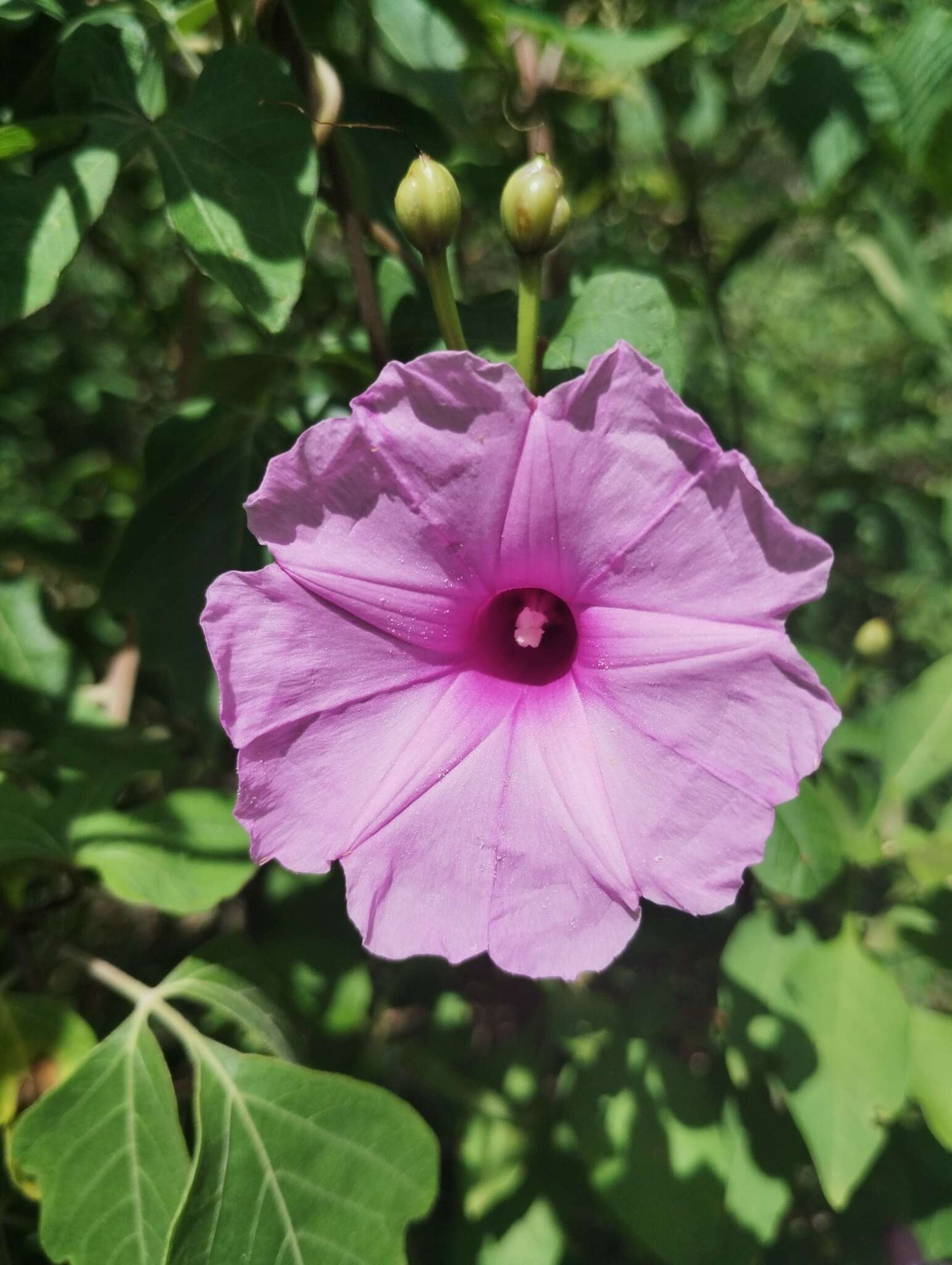 Image of Ipomoea cheirophylla O'Donell