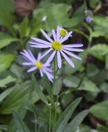 Image of field aster
