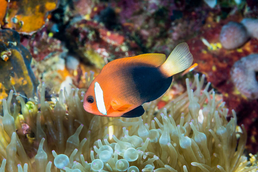 Plancia ëd Amphiprion melanopus Bleeker 1852