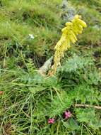 Image of Kniphofia parviflora Kunth