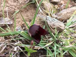 Calochortus nigrescens Ownbey resmi