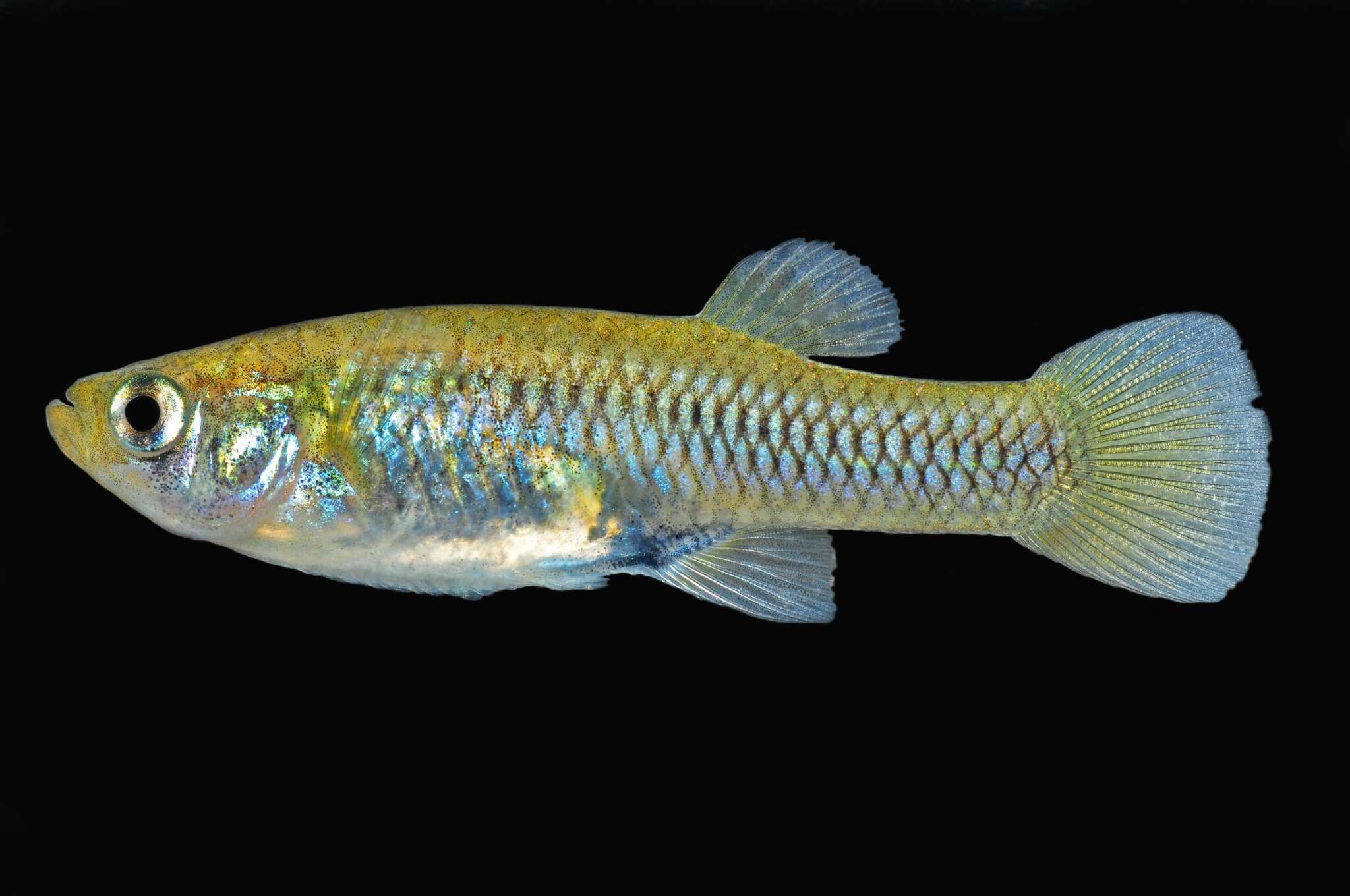 Image of Pecos Gambusia