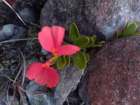 Imagem de Crossandra grandidieri (Baill.) Benoist