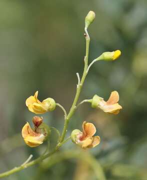 Imagem de Calpurnia sericea Harv.