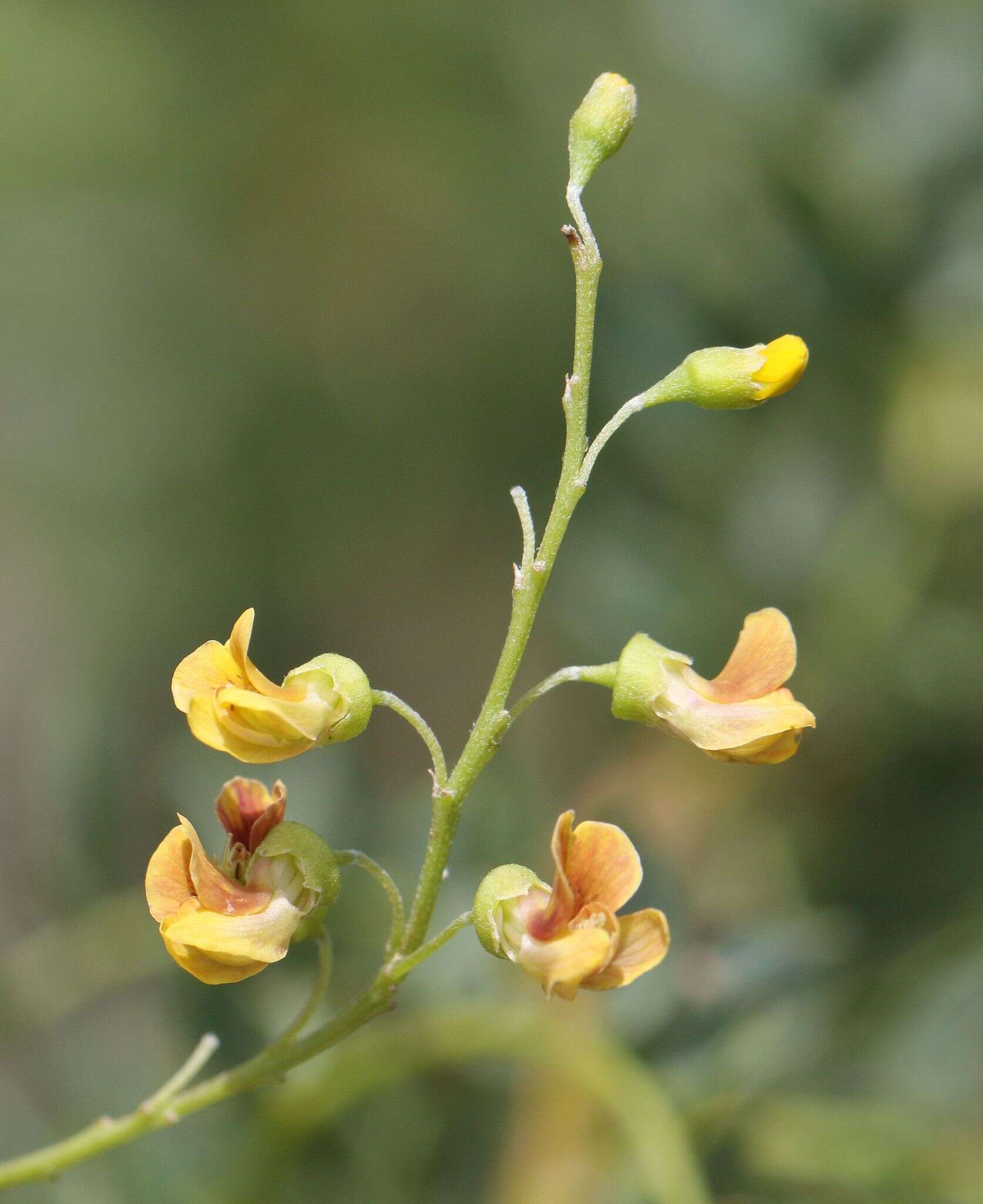 صورة Calpurnia sericea Harv.