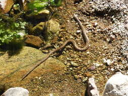 Image of Cola corta del Perú