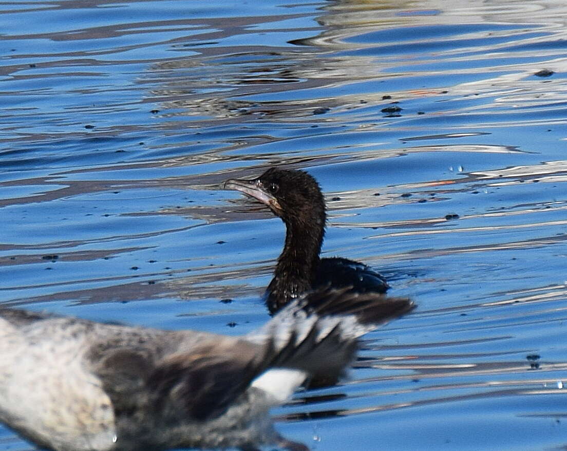 Image of Pygmy Cormorant