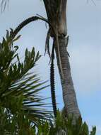 Image of Curly Palm
