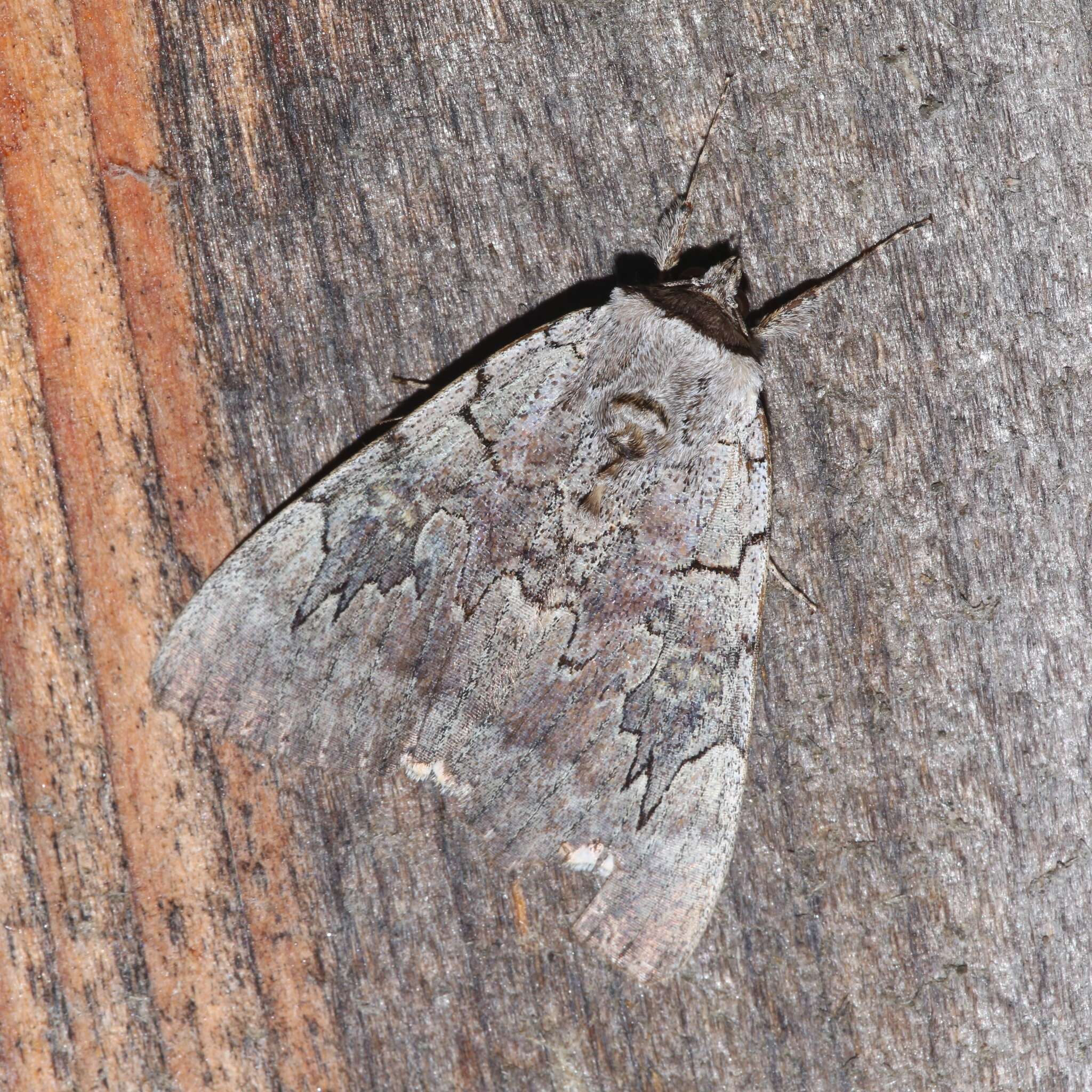 Image of Pink Underwing