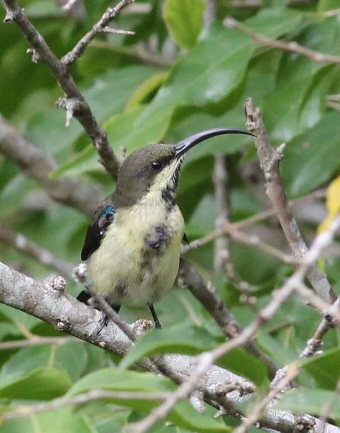 Imagem de Cinnyris lotenius (Linnaeus 1766)