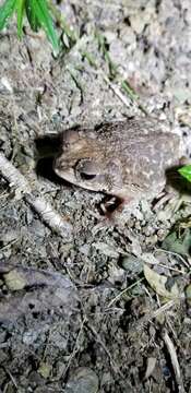 Image of Cuban small-eared toad