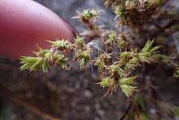 Image of spreading pygmyleaf