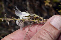 Image of Roella arenaria Schltr.