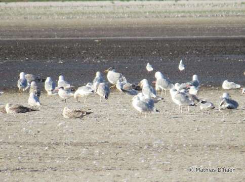 Image of Pallas's Gull