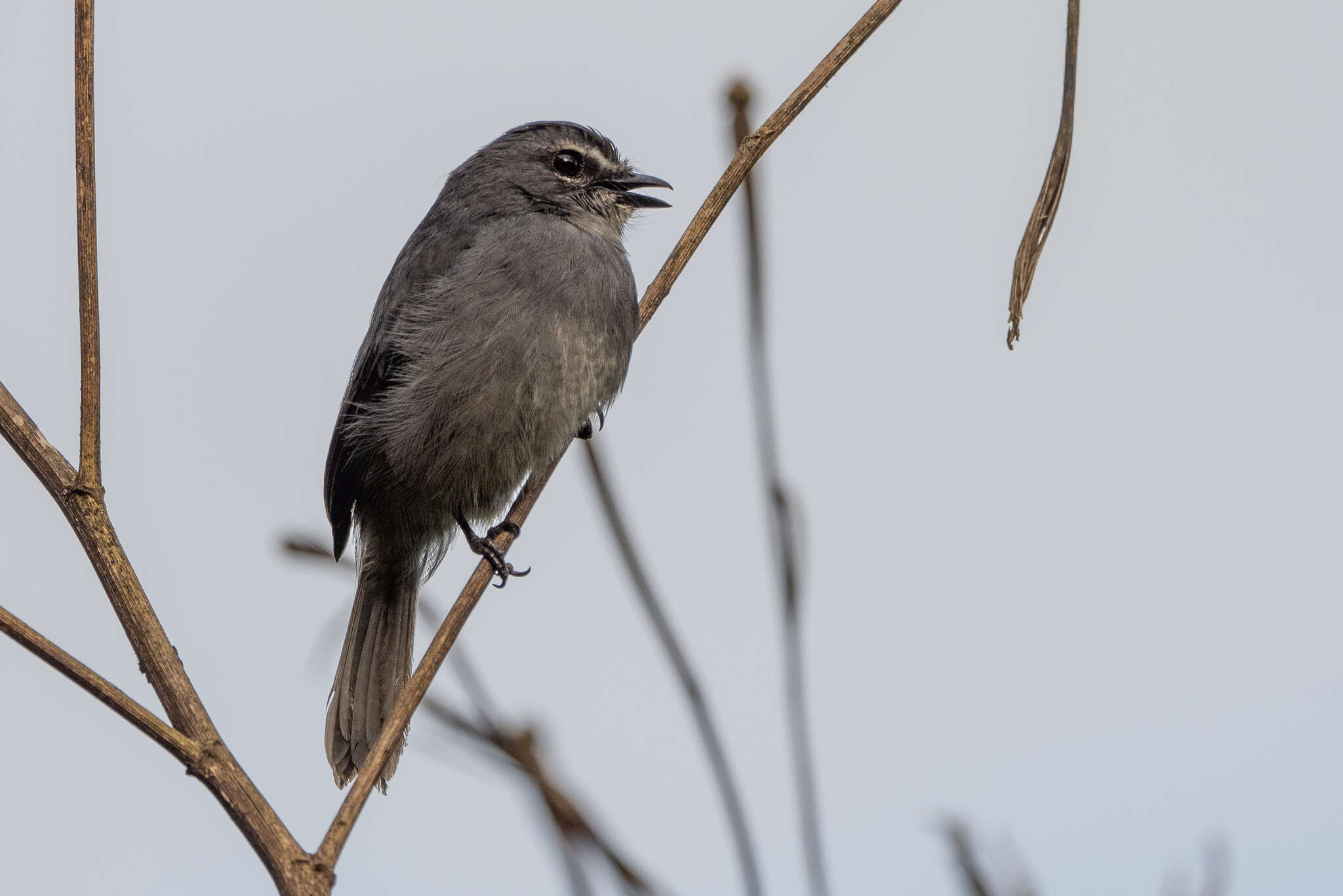 Image de <i>Bradornis comitatus</i>