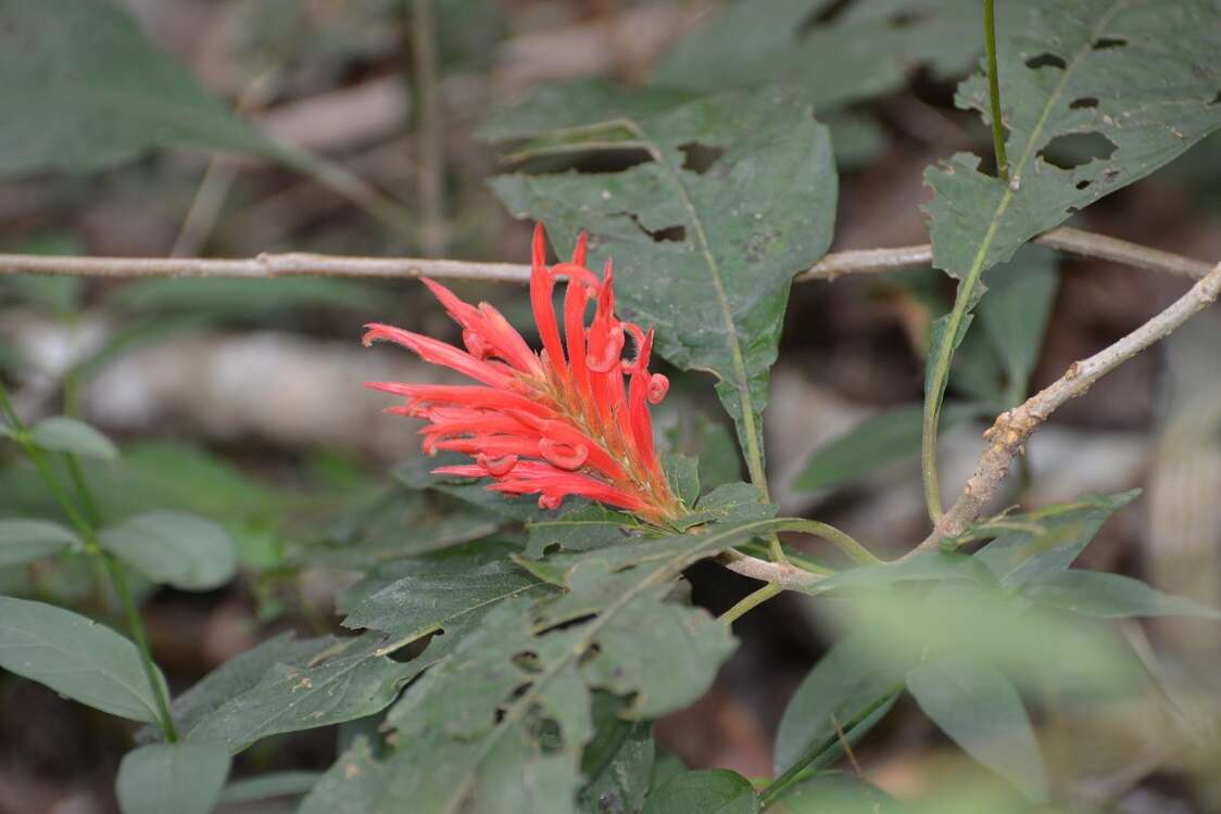 Image de Aphelandra scabra (Vahl) Sm.