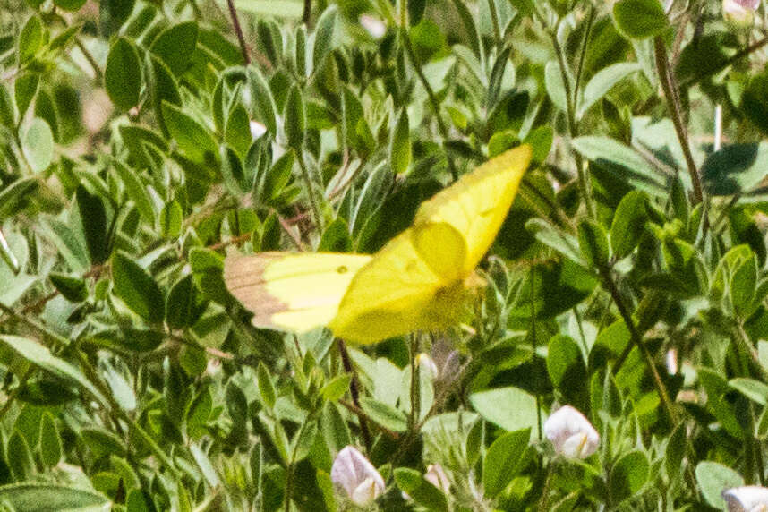 Image of Harford's Sulphur