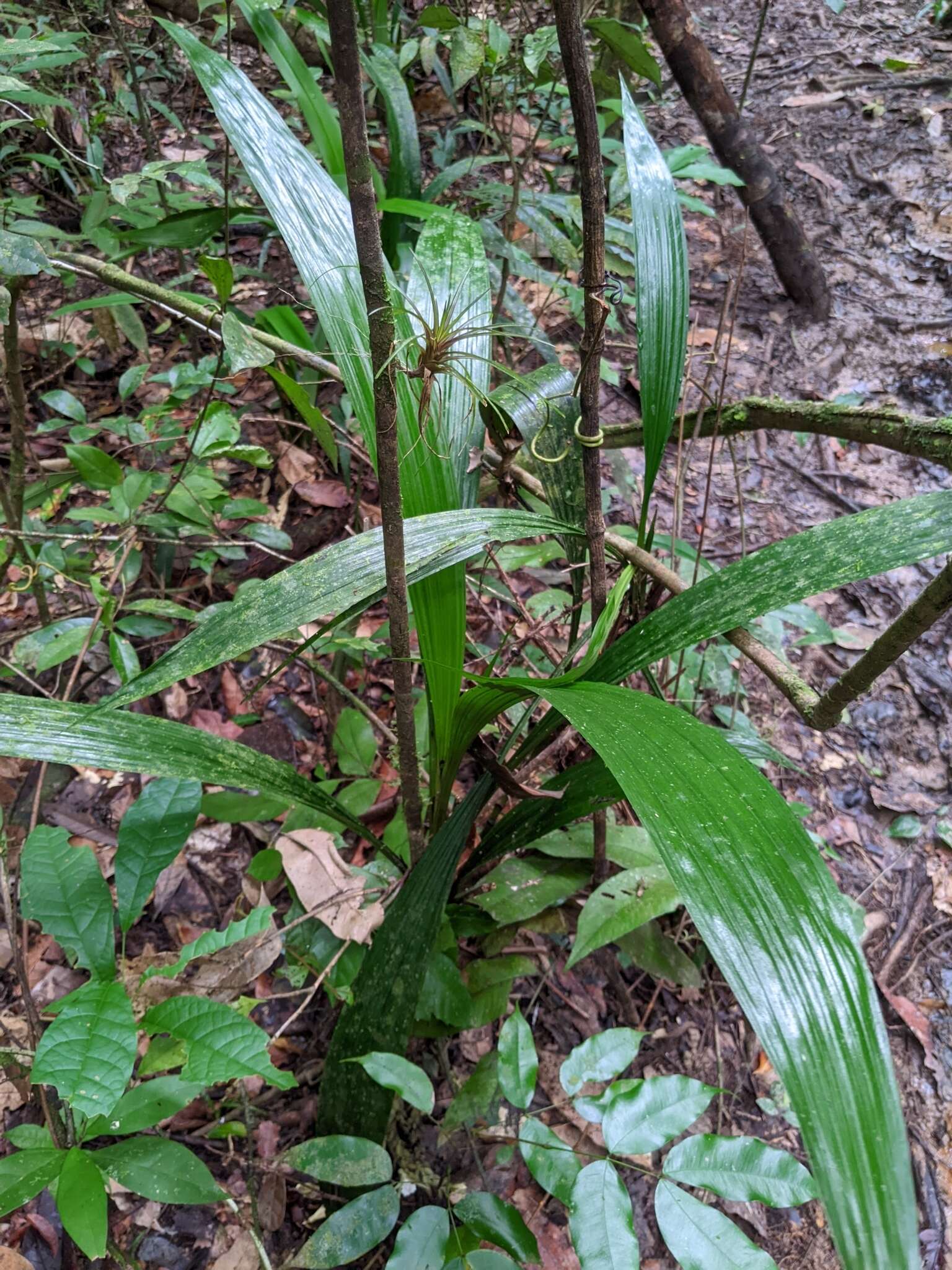 Sivun <i>Palmorchis pubescens</i> kuva