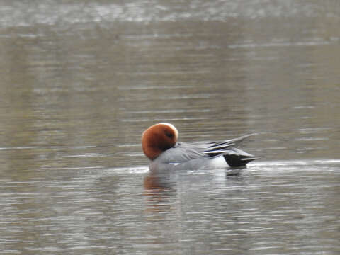 Image of Eurasian Wigeon